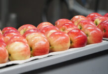 W styczniu i lutym wyeksportowaliśmy jabłka po wyższych cenach. Czy odczuł to przeciętny sadownik?