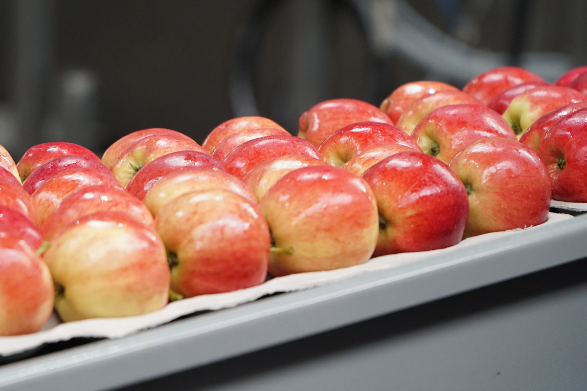 În ianuarie și februarie am exportat mere la prețuri mai mari.  Fermierul obișnuit a simțit asta?