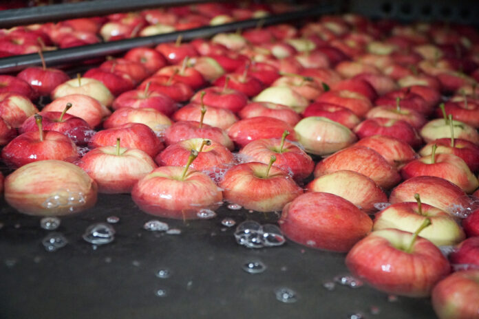 sortowanie jabłek