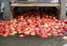 Co słychać na rynku jabłek deserowych?