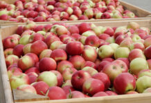 Jabłka na obieranie – pojawiają się oferty zakupu po 0,90 zł/kg