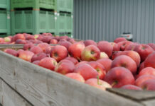Jabłek deserowych mogłoby zabraknąć już w maju… Co by było gdyby?