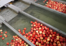 Wysortowane jabłka w Niemczech średnio zaledwie o 14 groszy droższe niż w Polsce