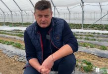 System korzeniowy truskawki – jak zbudować by był silny i wydajny? dr Zbigniew Jarosz