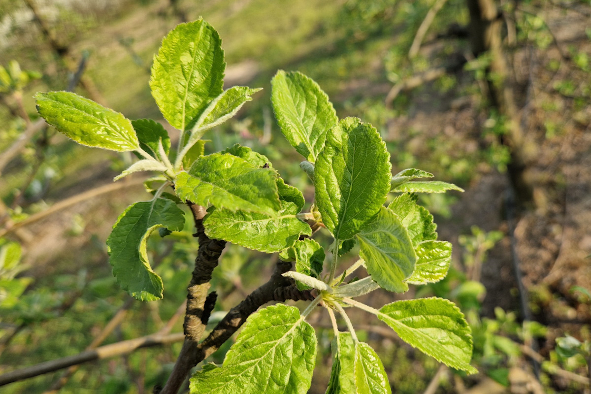 krótkopędy