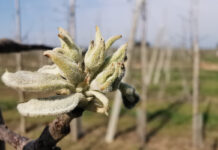 Aktualne zalecenia w zwalczaniu mączniaka jabłoni