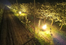 Piecyki chronią sad czereśniowy przed przymrozkami [Video]
