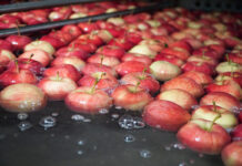 Ceny jabłek deserowych w grójeckim – 26.04.2023