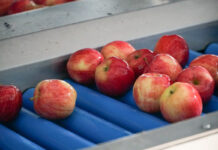sortowanie jabłek
