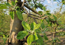 Zapąkowanie niższe w Ligolu, Jonagoldach a lokalnie także w Idaredzie…