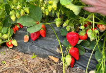 Kiedy będą pierwsze truskawki tunelowe i jakich cen oczekują plantatorzy?