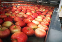 Pomimo licznych trudności eksport jabłek na Białoruś pozytywnie zaskakuje