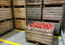 Ile jabłek było w polskich chłodniach na początku kwietnia?