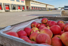 Ceny jabłek na rynku hurtowym w Broniszach – 22.05.2023 [Video]