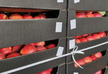 Rozszerzamy geografię eksportu jabłek. Polska eksportuje jabłka do połowy krajów na świecie