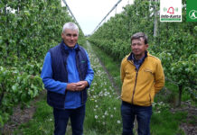 Komunikat sadowniczy – Robert Binkiewicz, GRUSZE Agrosimex, 18.05.2023