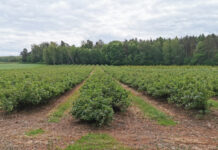 Porzeczki czarne, czerwone i agrest – zdaniem plantatora, w tym roku nie grozi nam nadprodukcja