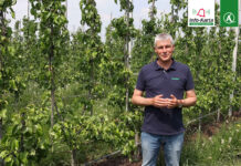 Komunikat sadowniczy – Robert Binkiewicz, GRUSZE, Agrosimex, 24.05.2023