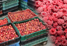 Przetwórcy robią „grunt” pod nowy sezon – import przetworzonych owoców nie słabnie