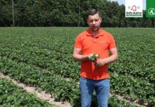 Komunikat dla truskawek – Tomasz Domański, Agrosimex, 23.05.2023