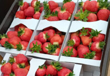 Ceny truskawek – pogoda i wydłużony sezon działają na korzyść plantatorów