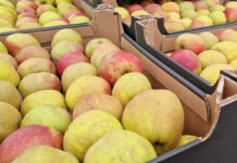 Import Boskoopa z Holandii, a polski sadownik nie ma gdzie sprzedać jabłek