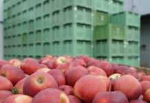 Coraz mniej – zapasy jabłek w Polsce na początku maja
