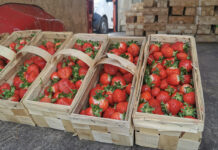 Ceny truskawek deserowych: Niższy popyt przed długim weekendem