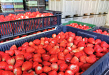 Wczoraj truskawki można było sprzedać na skupach po 4,00 zł/kg