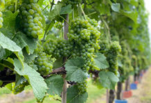 Optymalizacja technologii produkcji owoców winorośli [zapis webinarium]