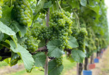 uprawa winorośli