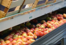 Rekordowo wysokie ceny jabłek na Ukrainie. Ruszył import z Polski
