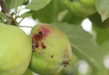 Elementy zwalczania szkodliwych zwójkówek w sadach jabłoniowych