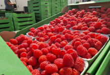 Skup malin po 5,00 zł/kg? Plantatorzy chcą protestować i wstrzymać dostawy