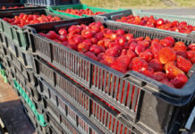 Są pierwsze oferty skupu truskawek po 4,00 zł/kg. Czy doczekamy się kolejnych wzrostów?