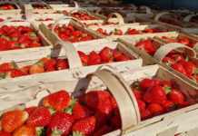 Aktualne ceny truskawek deserowych i koniec importu z południa Europy