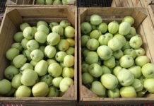 Jak radzą sobie letnie odmiany jabłek na rynkach hurtowych?