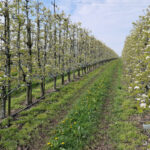 Na jakim obszarze uprawiamy jabłonie i grusze w 2023 roku?