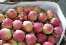 Letnie odmiany jabłek dobrze radzą sobie na rynkach hurtowych