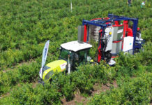 Kombajn Jagoda 300: Pokaz mechanicznego zbioru borówek na plantacji BoKo