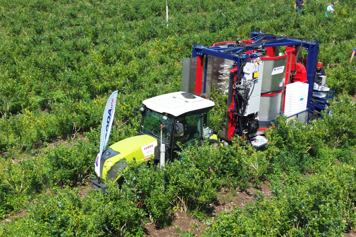Kombajn Jagoda 300: Pokaz mechanicznego zbioru borówek na plantacji BoKo