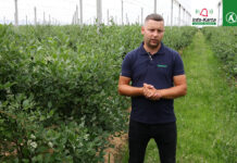 Komunikat dla borówek – Tomasz Domański, Agrosimex, 13.07.2023