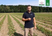 Komunikat dla truskawek – Tomasz Domański, Agrosimex, 19.07.2023