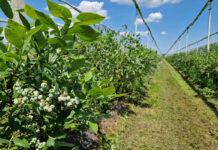 Mniej truskawek i więcej borówek, czyli obszar upraw gatunków jagodowych w Polsce