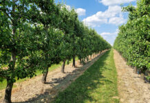 Holendrzy jako pierwsi szacują tegoroczne plony. Ile zbiorą jabłek i gruszek?