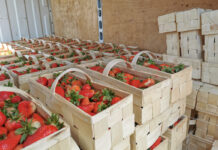 Problematyczna sprzedaż truskawek pomimo małej podaży