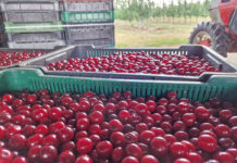 Tego samego dnia na większości skupów cena spadła o 10 groszy