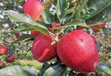 Ochrona przedzbiocza jabłek z wykorzystaniem Geoxe 50WG