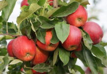 Poniżej jakiej ceny sadownicy nie powinni sprzedawać jabłek tej jesieni?