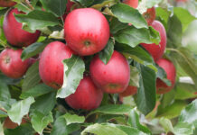 Czy w tym sezonie może zabraknąć jabłek w Polsce?
